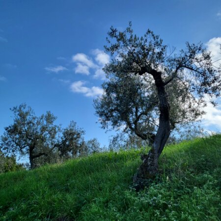 Today our technicians are in Perugia visiting the FARCHIONI olive