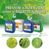 PREVENT or INTERVENE against FUNGAL DISEASES with Grena Biostimulant fertilizers