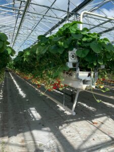Technischer Besuch von Erdbeerproduzenten in Belgien!