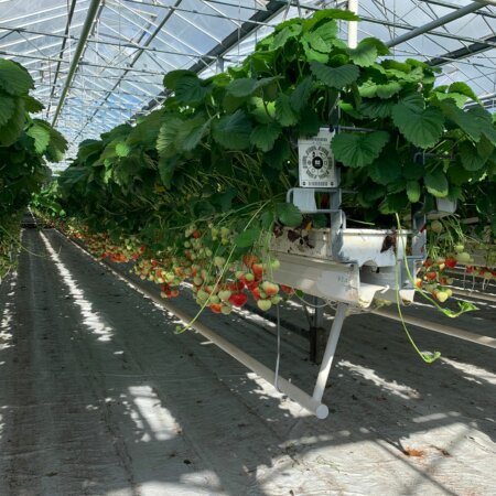 Technischer Besuch von Erdbeerproduzenten in Belgien!