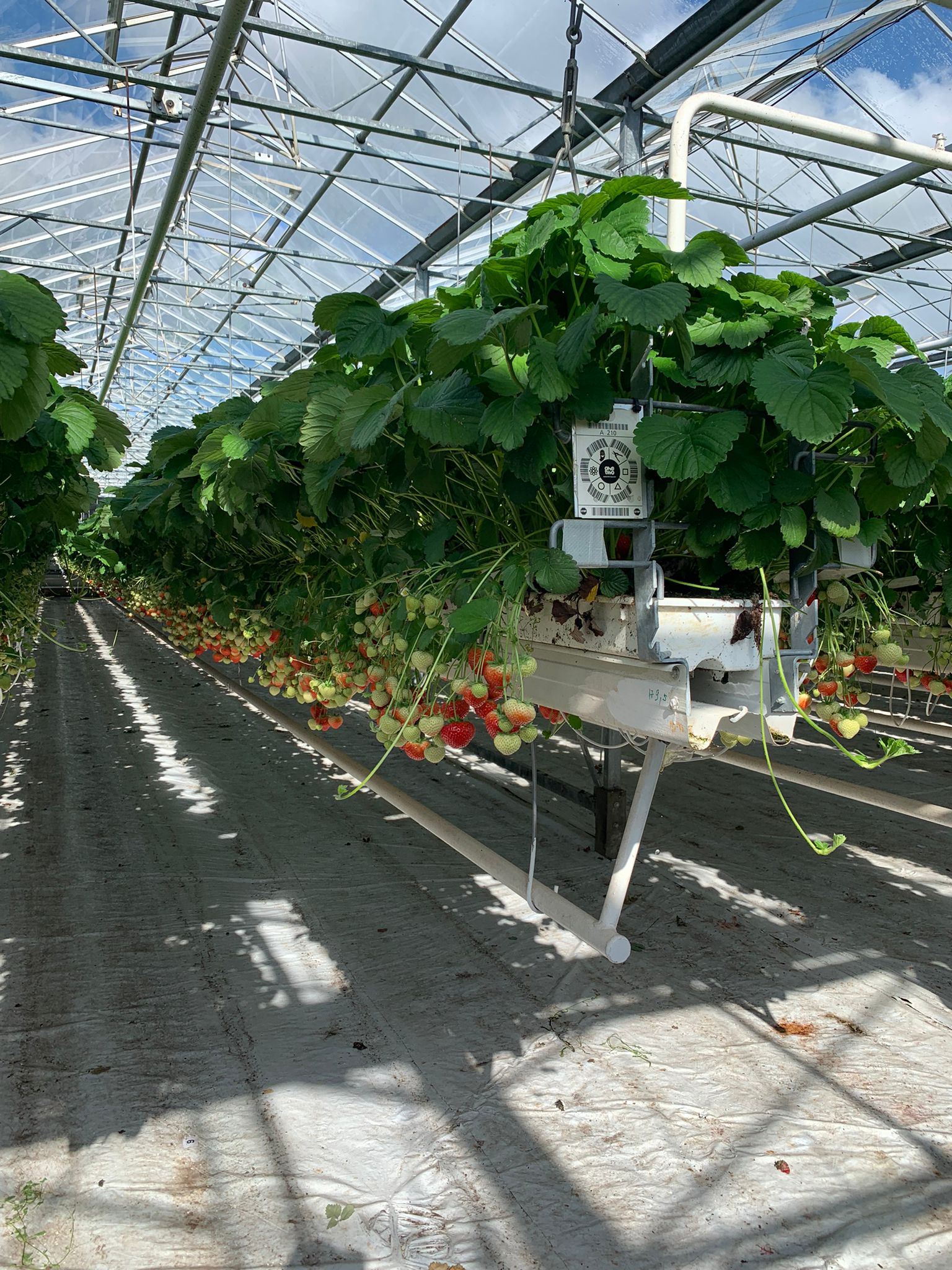 Visite technique en Belgique par des producteurs de fraises !