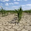 Davvero la siccità riduce l'infiltrazione idrica nel suolo? A commento