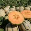 Growing consumption for the melon, in the face of insufficient