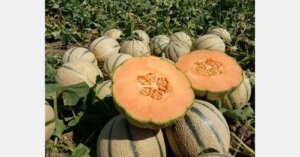 Growing consumption for the melon, in the face of insufficient