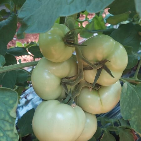 Die Tomate ist eine ernährungsphysiologisch heikle Pflanze: Der Rap