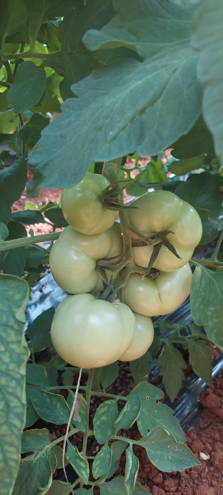 Die Tomate ist eine ernährungsphysiologisch heikle Pflanze: Der Rap