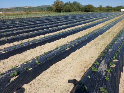 Die neuen Erdbeerpflanzen wurden in Kroatien gepflanzt! In Entwicklung