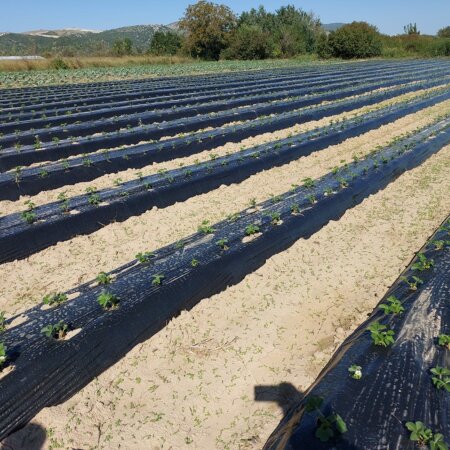 Sono state messe a dimora le nuove piantine di fragole