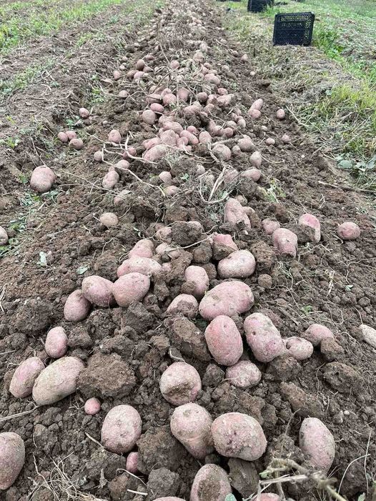 The potato harvest has begun in Bosnia! These have been