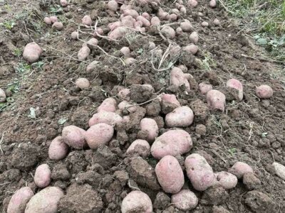 é iniziata la raccolta delle patate in Bosnia! Queste sono