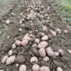 ¡La cosecha de patatas ha comenzado en Bosnia! Estos han