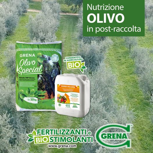 It's time to think about post harvest fertilization for the OLIVE