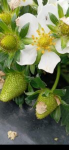 Improve the flowering and fruit setting of strawberries with IDROGRENA,