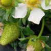 Migliora la fioritura e allegagione delle fragole con IDROGRENA, uno