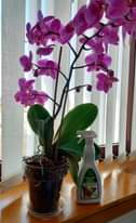 La nostra orchidea ormai è un'esplosione di colore e fiori