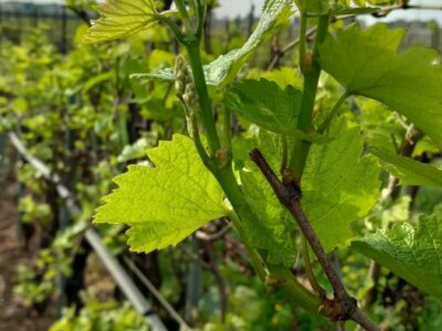 Vegetative Erholung im Gange!!! Chardonnay Weinberg im Januar mit #gr gedüngt