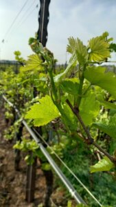 Vegetative recovery in progress!!! Chardonnay vineyard fertilized in January with