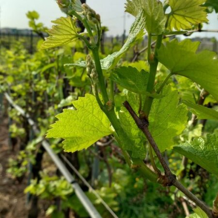 Vegetative recovery in progress!!! Chardonnay vineyard fertilized in January with