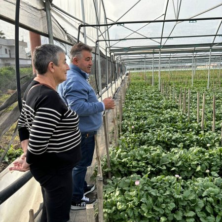 Fiori e colori a Pompei, ecco una produzione di Anemoni